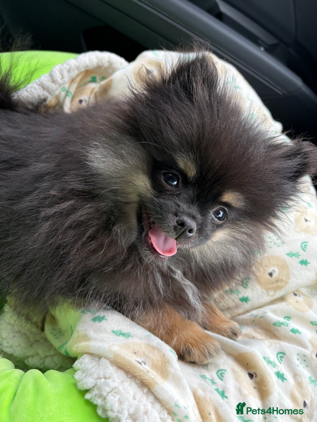 Pomeranian dogs for sale: Bear the tiny Pomeranian  - Image 14