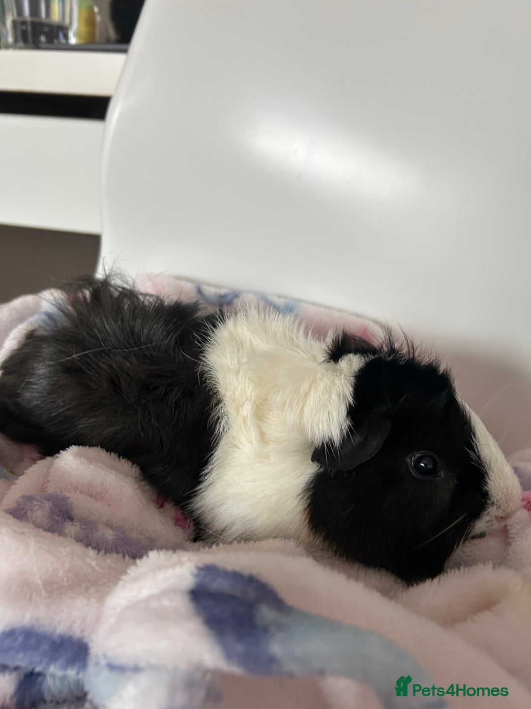Guinea Pig rodents for sale: 2 Male Guinea Pigs + Large Cage – 5 Months Old - Image 5