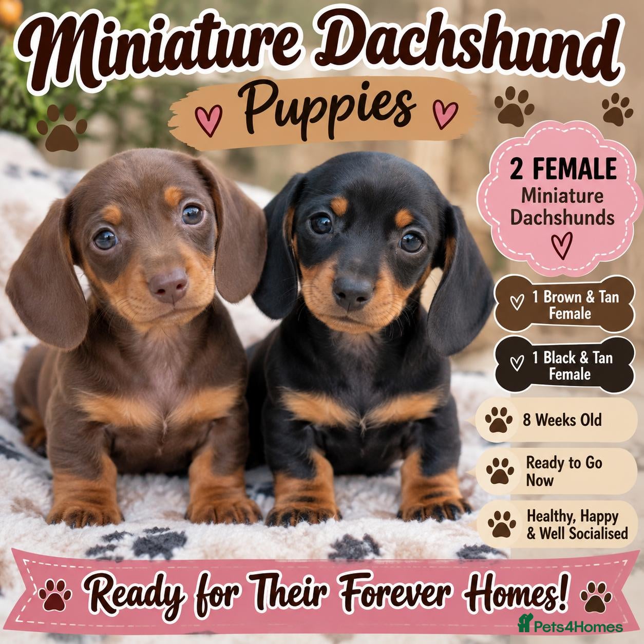 Miniature Dachshund dogs 2 FEMALE MINIATURE DACHSHUND PUPPIES  - Advert 2