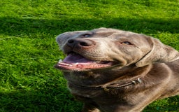 Labrador Retriever dogs for stud: Silver Labrador Stud- KC Registered  in Uttoxeter - Image 5