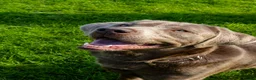 Labrador Retriever dogs for stud: Silver Labrador Stud- KC Registered  in Uttoxeter - Advert 5