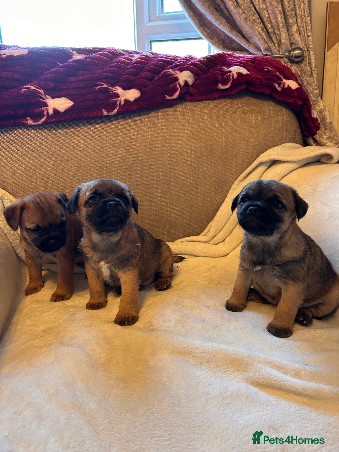 Border Terrier dogs for sale: Border terrier puppies for sale  - Image 24