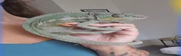 Chameleon reptiles for sale: Male panther chameleon 17 months old plus set up - Advert 2