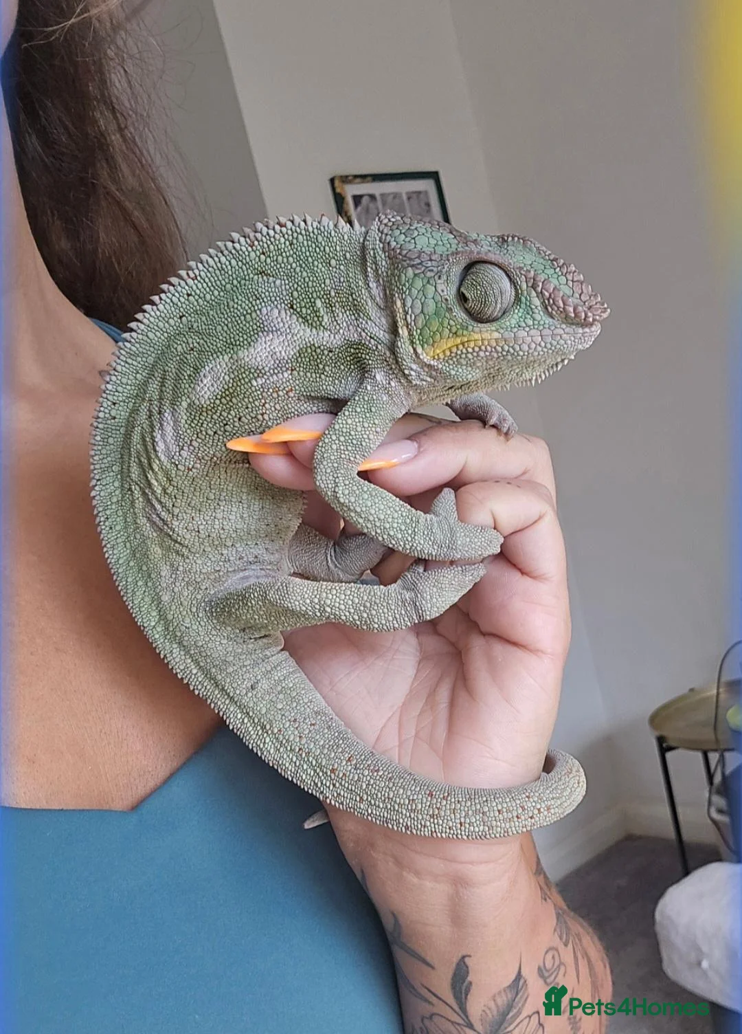 Chameleon reptiles for sale: Male panther chameleon 17 months old plus set up - Advert 2