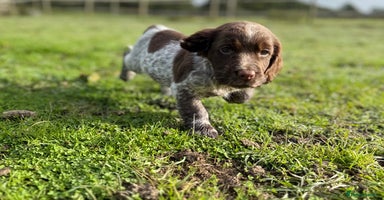 Cocker Spaniel dogs - Advert 12