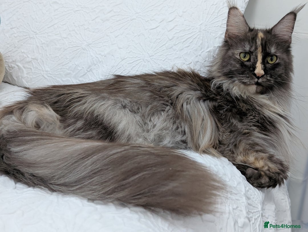 Maine Coon cats for sale: Maine Coon X kittens - Image 26