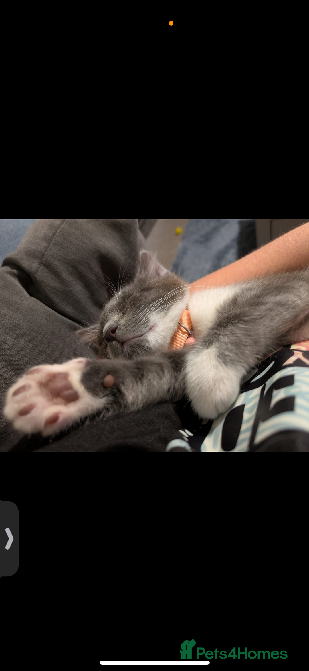 Mixed Breed cats for sale: Grey and white kitten  - Image 2