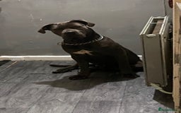 Cane Corso dogs for sale: Male cane corso (intact) 2yrs old - Image 3