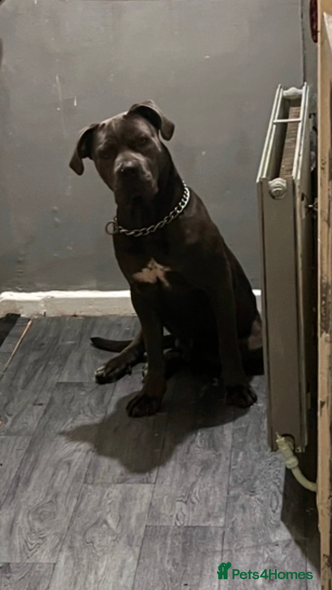 Cane Corso dogs for sale: Male cane corso (intact) 2yrs old - Image 3