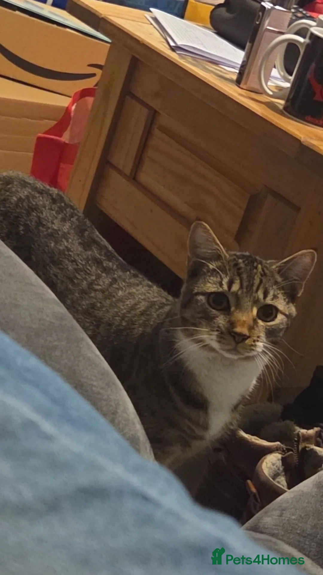 British Shorthair cats for sale: 10 month old tabby for sale - Advert 2