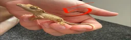 Gecko reptiles for sale: 12 x Crested Gecko babies - Advert 6