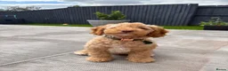 Cockapoo dogs for sale: Lovely pup looking for forever home - Advert 6