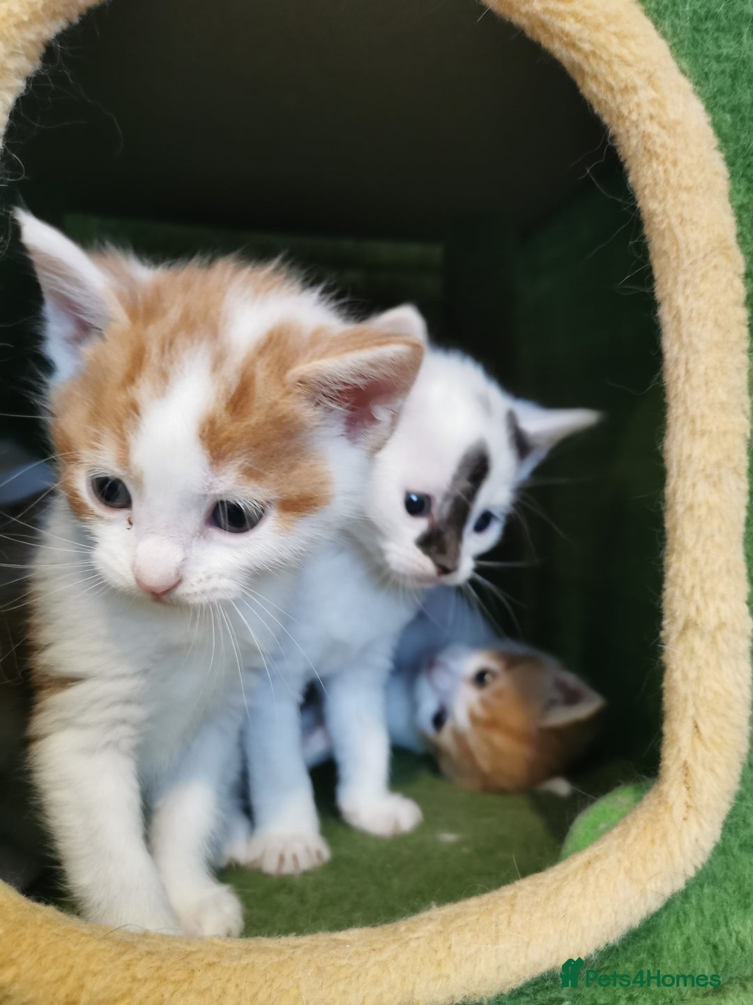 Mixed Breed cats for sale: Maine coon cross kittens for sale - Advert 18