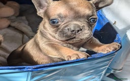 French Bulldog dogs for sale: Reduced! French bulldog male puppy  - Image 9