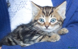Mixed Breed cats for sale: 3 Happy Healthy Kittens - Image 4