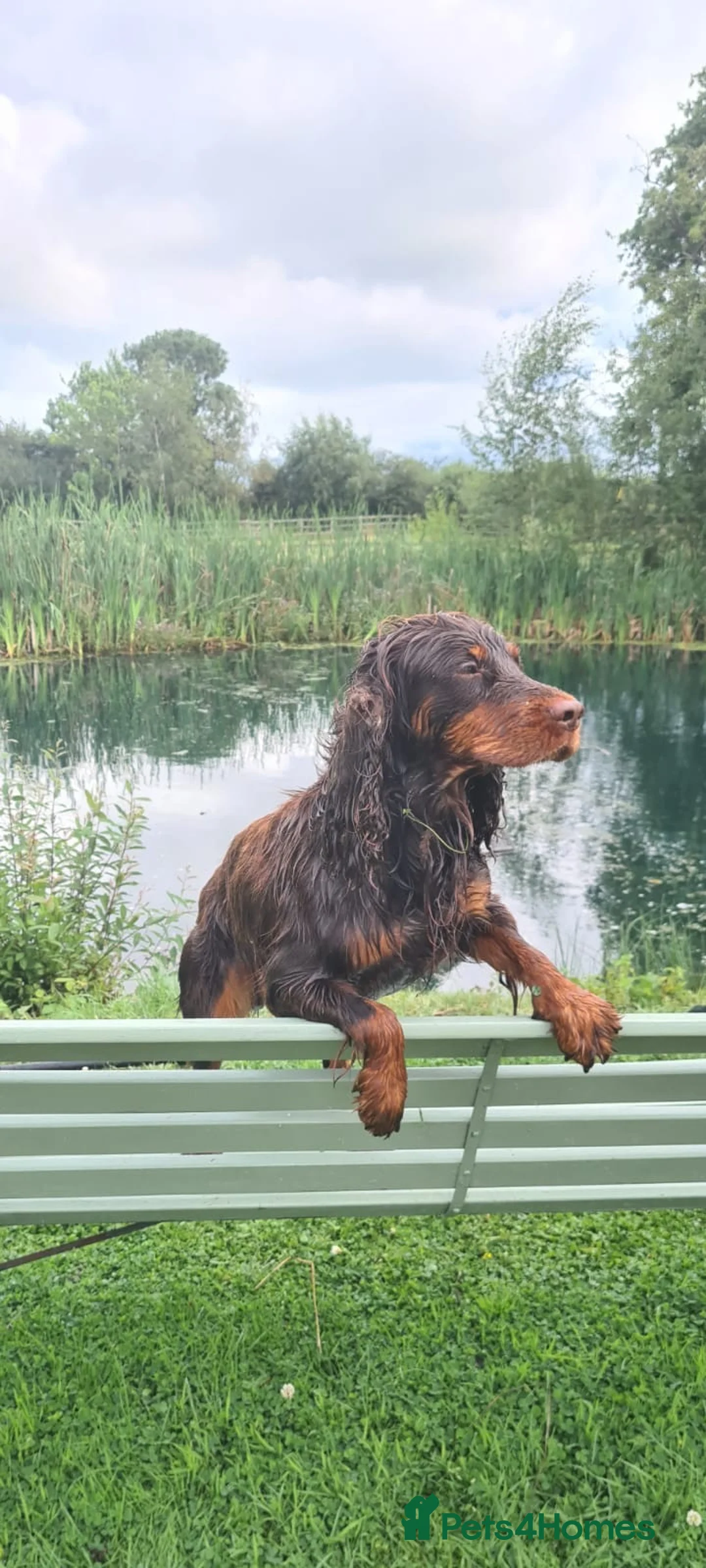 Cocker Spaniel dogs for stud: Proven Stud - Working Cocker Spaniel in Middlewich - Advert 26