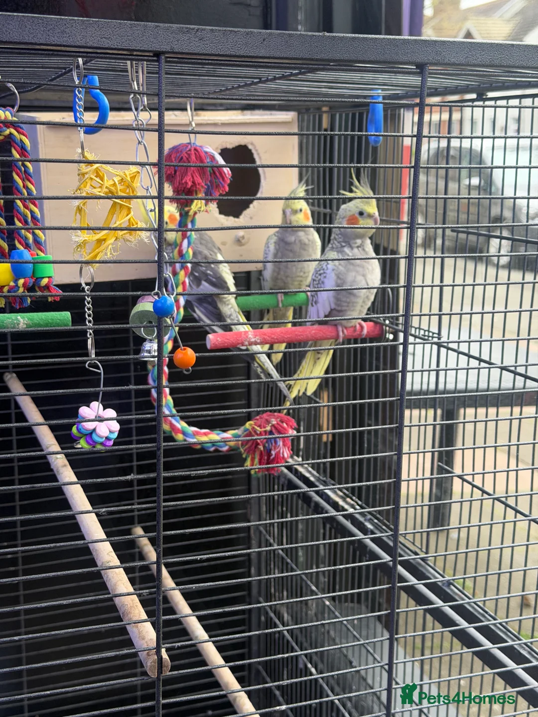 Cockatiels birds for sale: Two tamale one male  in Eastbourne - Advert 1