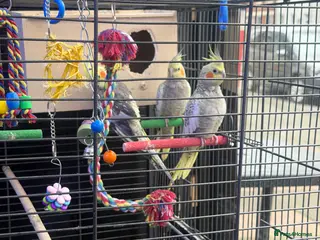 Cockatiels birds Two tamale one male - Advert 3