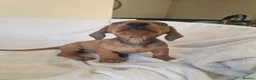 Miniature Dachshund dogs for sale: Beautiful miniature daschunds  - Advert 16