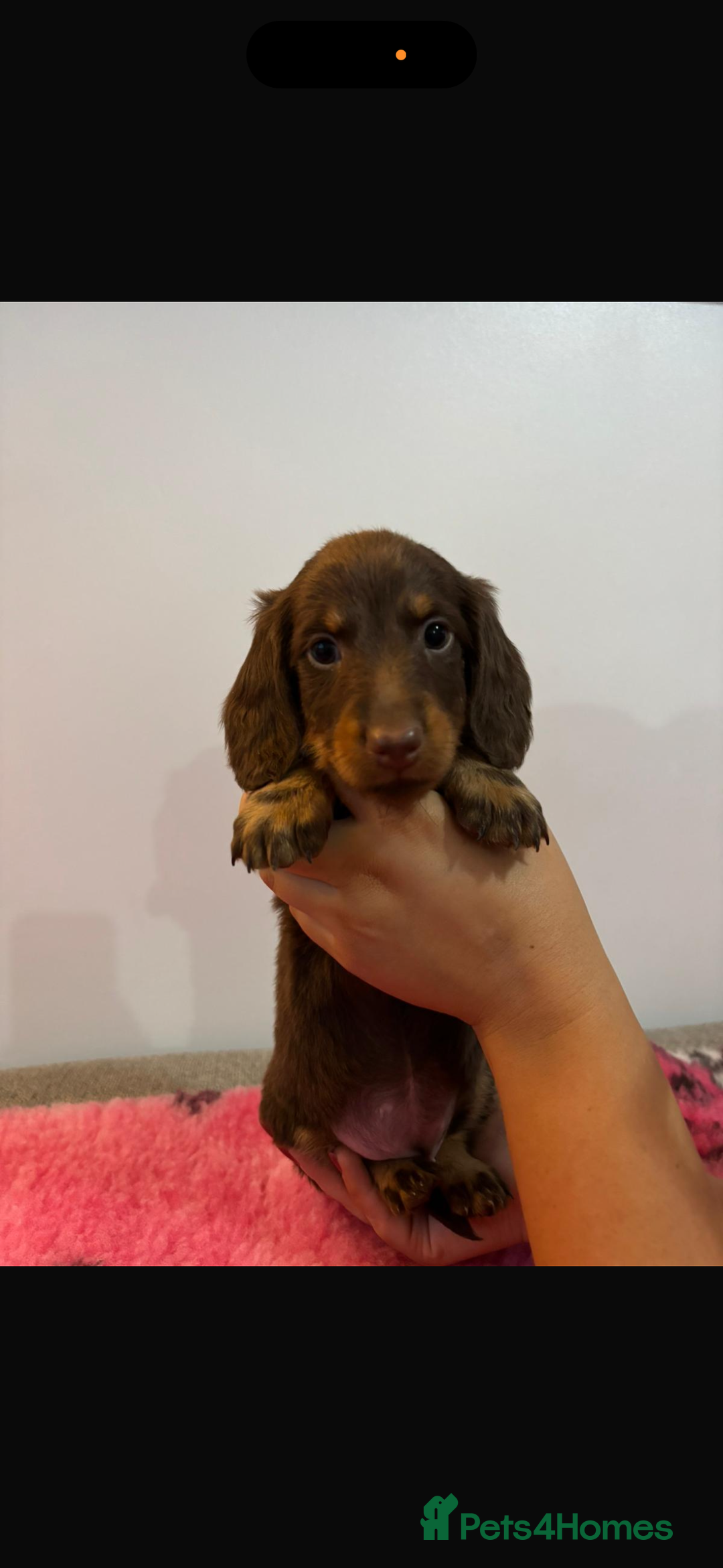 Miniature Dachshund dogs for sale: Kc registered miniature dachshunds - Advert 10