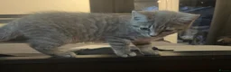 British Shorthair cats for sale: British shorthair kitten Molly  in Slough - Advert 2