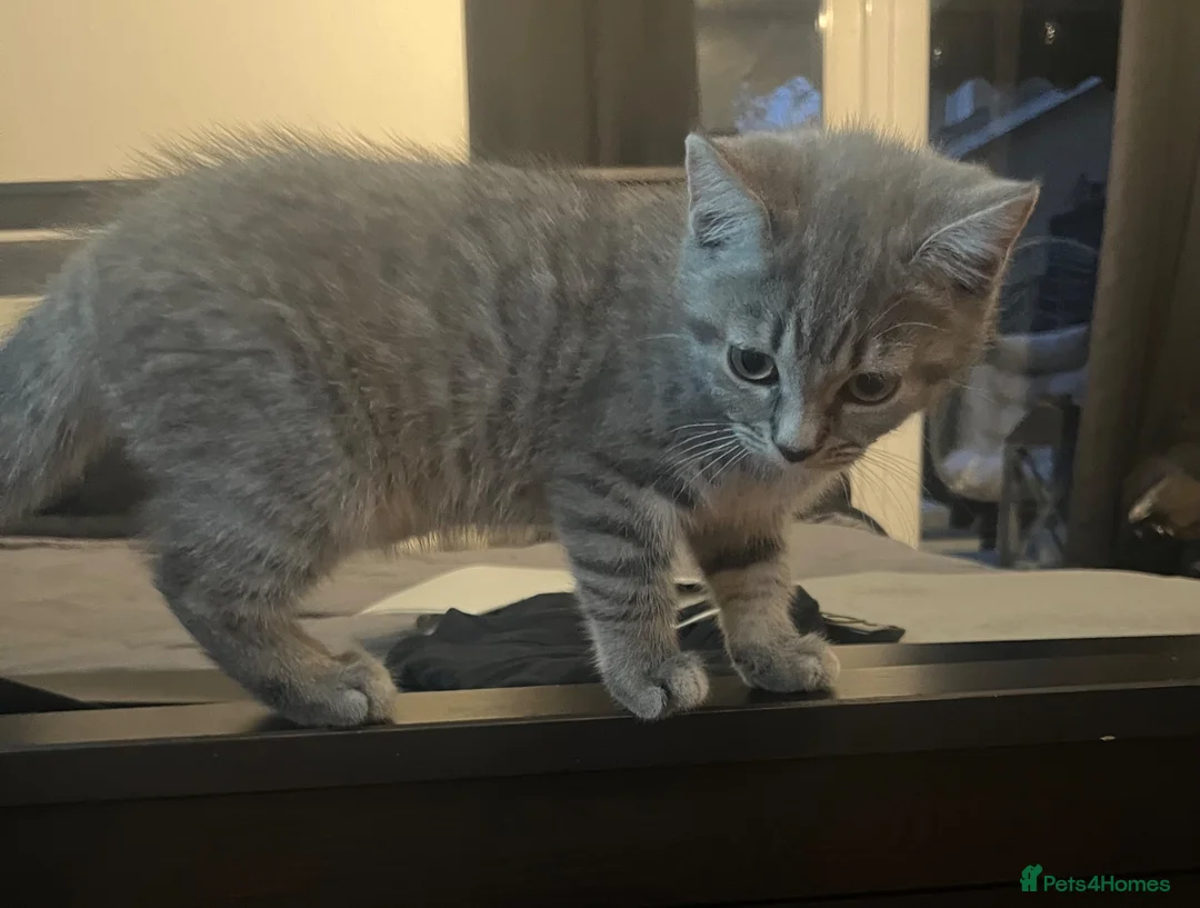 British Shorthair cats for sale: British shorthair kitten Molly  in Slough - Advert 2