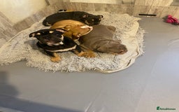 English Bulldog dogs for sale: Pedigree English bulldogs top-lines (7 weeks old)  - Image 1
