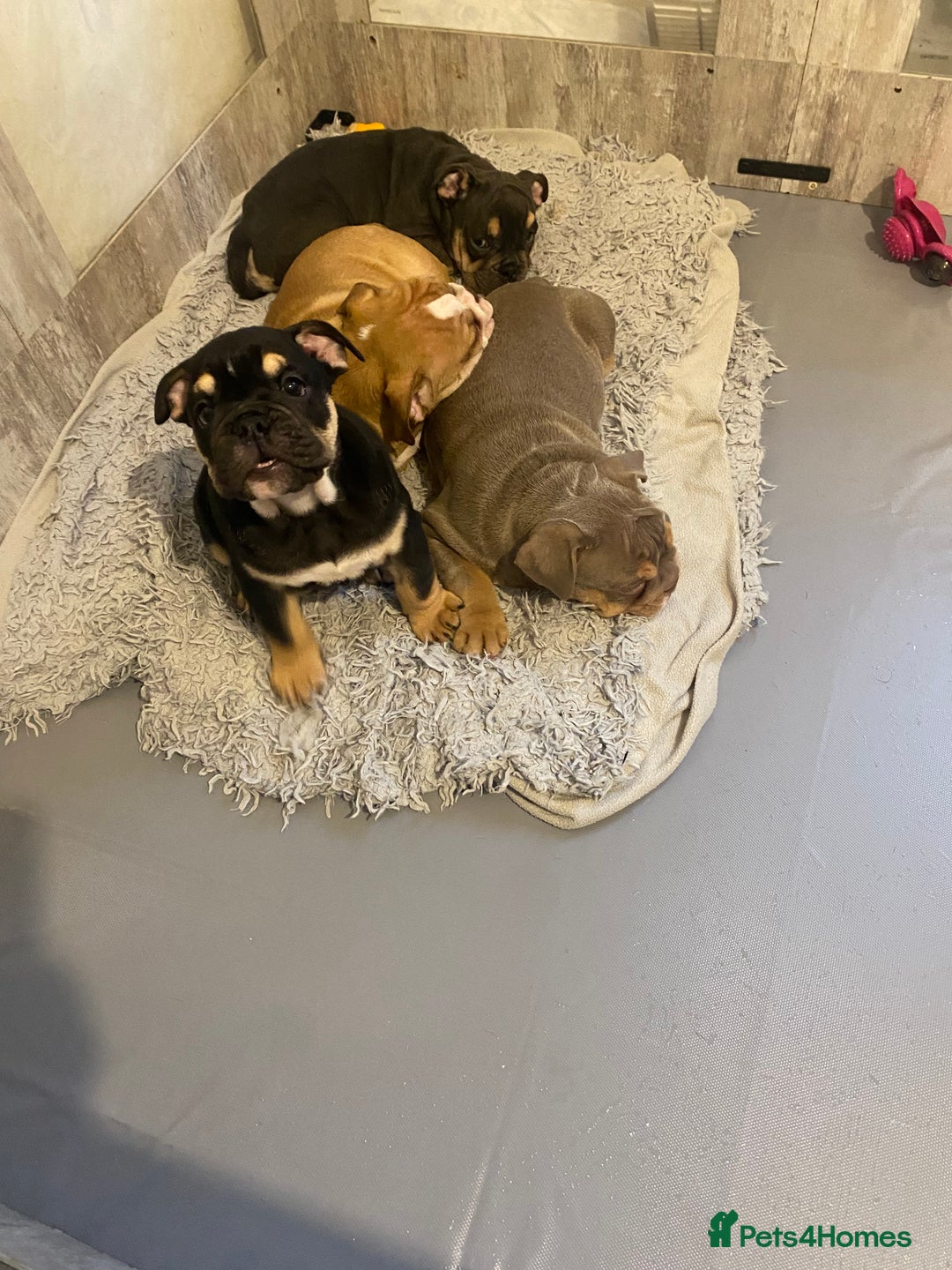 English Bulldog dogs for sale: Pedigree English bulldogs top-lines (7 weeks old)  - Image 1
