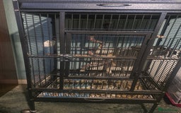 Budgerigars birds for sale: Mixed birds - Advert 1