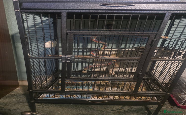 Budgerigars birds Mixed birds - Advert 1