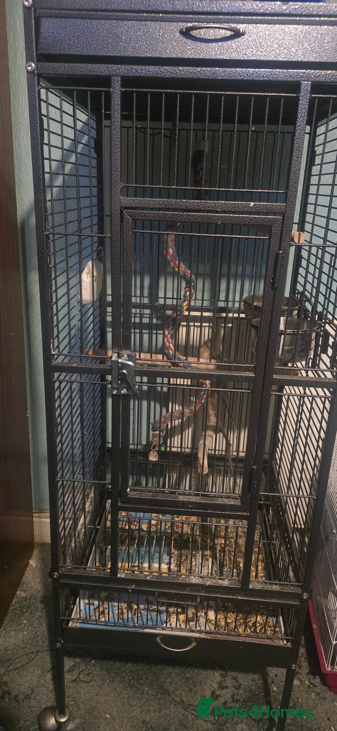 Budgerigars birds for sale: Mixed birds - Advert 1