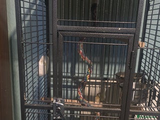 Budgerigars birds Mixed birds - Advert 1