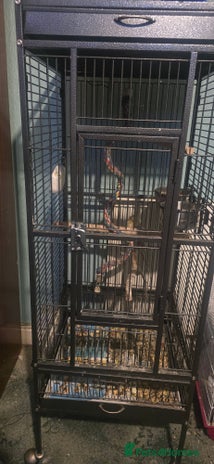 Budgerigars birds Mixed birds - Advert 1