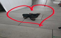 Yorkshire Terrier dogs for sale: Tiny gorgeous baby boys - Image 11
