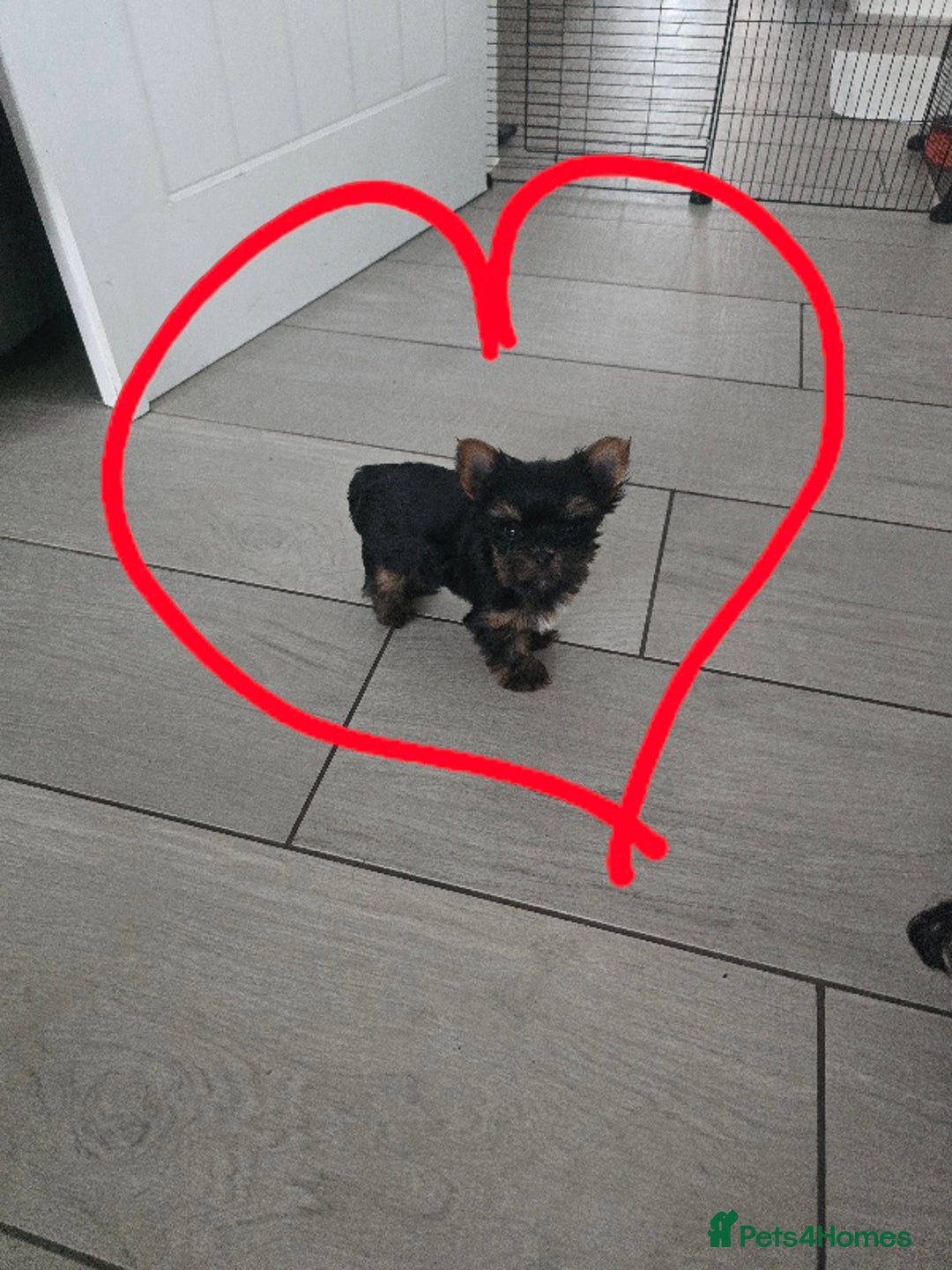 Yorkshire Terrier dogs for sale: Tiny gorgeous baby boys - Image 11