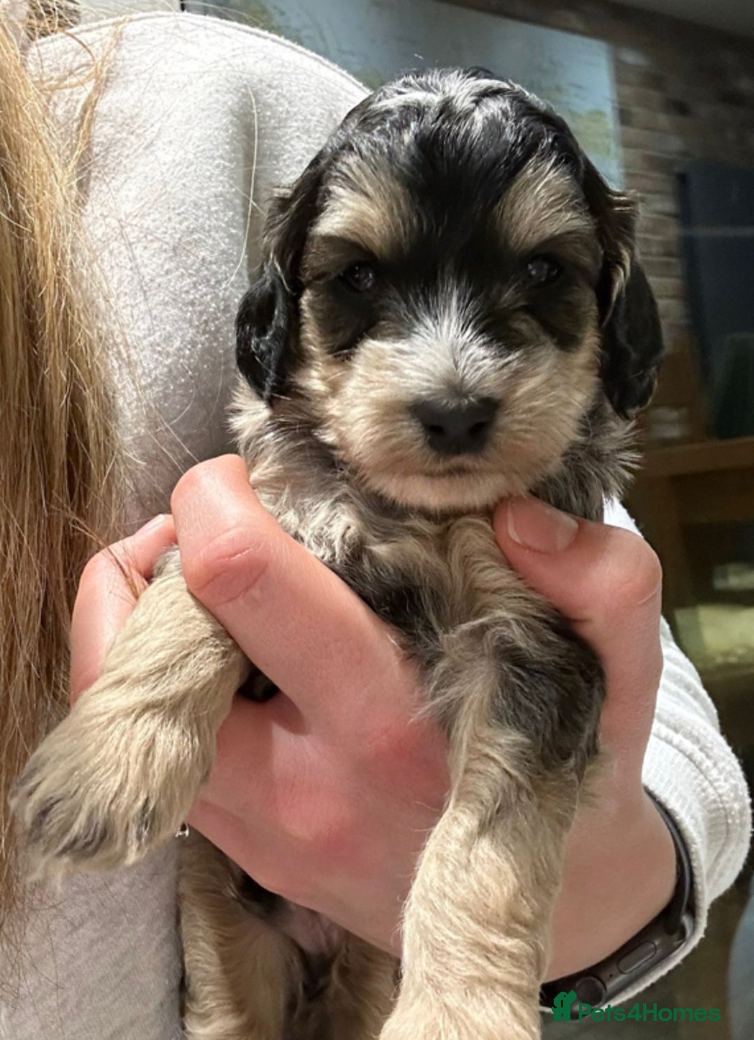 Cockapoo dogs for sale: Cockerpoo puppies for sale  - Advert 29