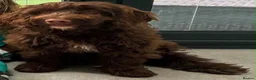 Cockapoo dogs for sale: Sarah - Advert 23