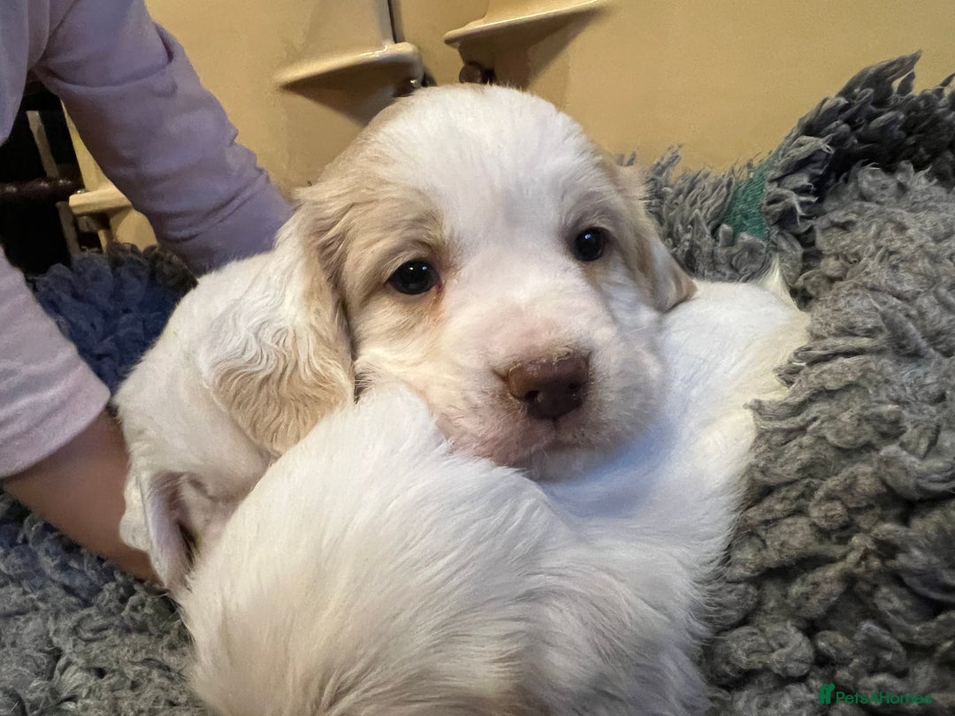 Clumber Spaniel dogs for sale: Beautiful Hybrid Clumber pups available  - Image 5