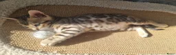 Bengal cats for sale: Stunning Litter of Bengal Kittens. Tica Registered - Advert 8