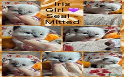 Ragdoll cats for sale: 🏆 gccf ragdoll grand champion kittens 🏆 - Image 35