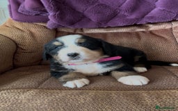 Bernese Mountain Dog dogs for sale: KC Reg Bernese Mountain Dog Puppies - Image 7