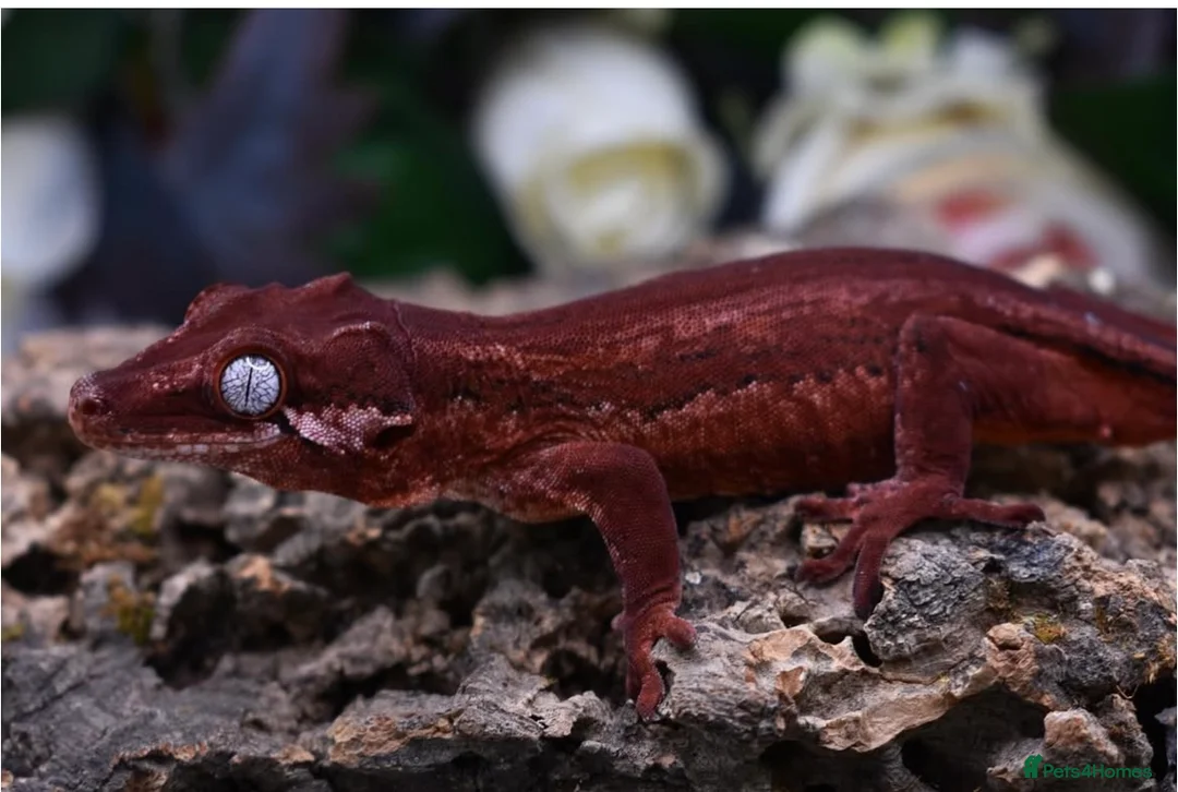 Gecko reptiles for sale: Red Stripe Gargoyle Gecko - Advert 7