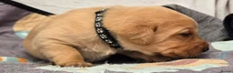 Labrador Retriever dogs for sale: Fox red labrador puppies KC Registered - Advert 23