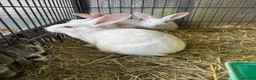 New Zealand rabbits for sale: New Zealand babies  - Advert 3