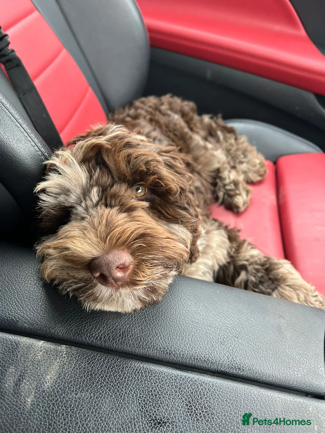 Labradoodle dogs for stud: Gorgeous blue Merle labradoodle stud in Swadlincote - Advert 19