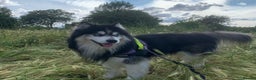 Siberian Husky dogs for stud: Woolly husky available for stud - Advert 3