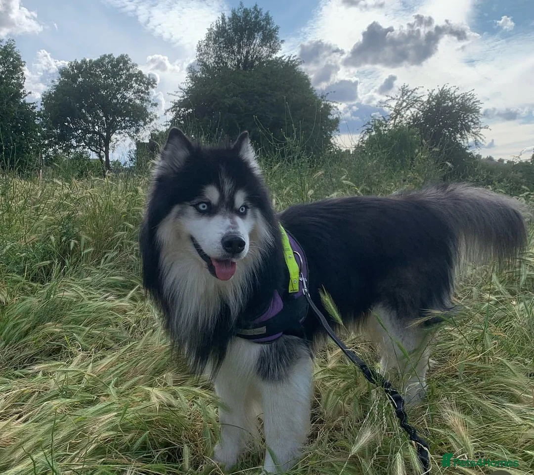 Siberian Husky dogs for stud: Woolly husky available for stud - Advert 3