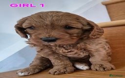 Mini Goldendoodle dogs for sale: F1b Red Miniature Goldendoodles tested parents - Image 27