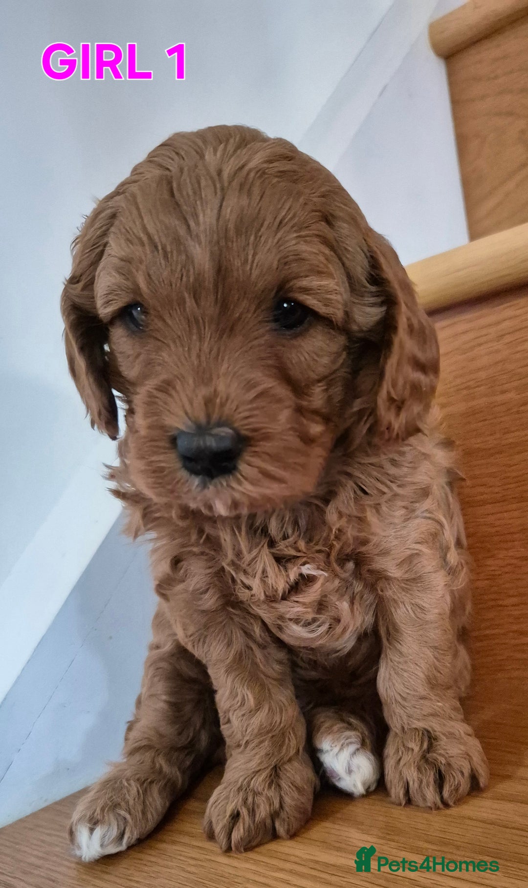 Mini Goldendoodle dogs for sale: F1b Red Miniature Goldendoodles tested parents - Image 27