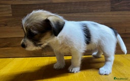 Mixed Breed dogs for sale: Jack Russell with a hint of Bichon Frise. - Image 26